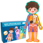 human body structure puzzle